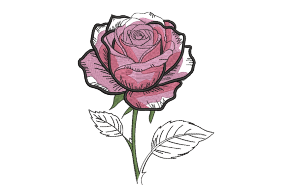 Sketched Pink Rose